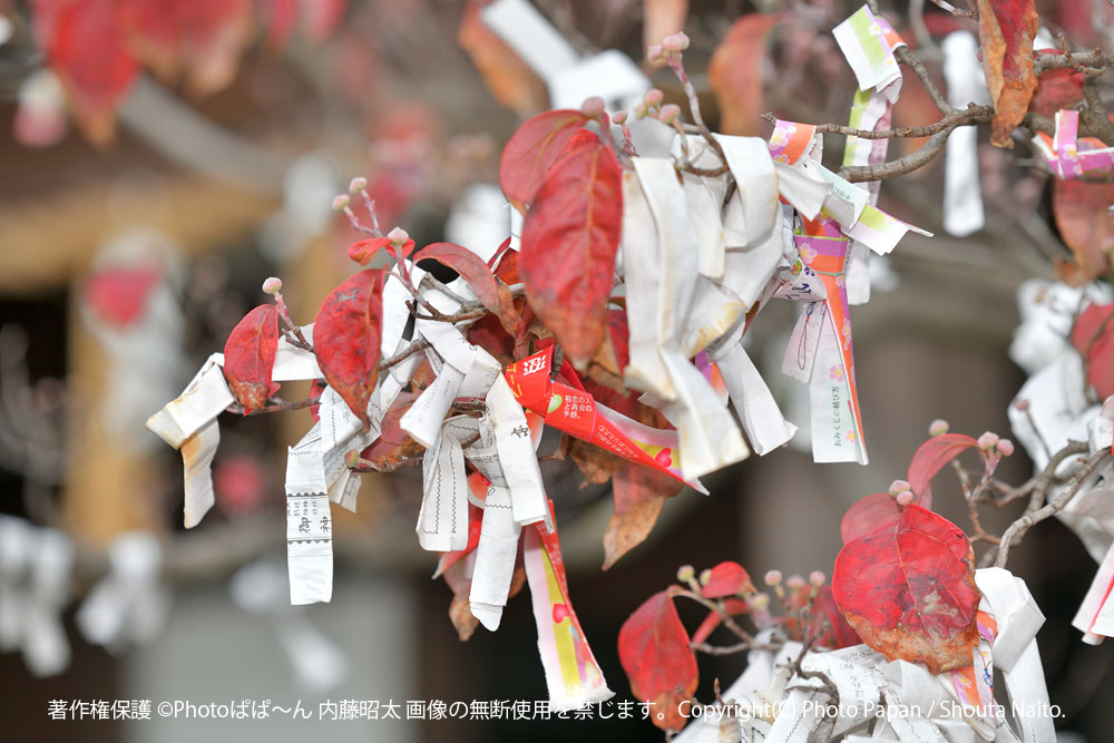 浜松市の五社神社・諏訪神社にて、七五三の写真撮影。